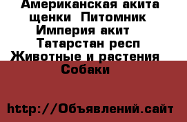 Американская акита щенки, Питомник “Империя акит“ - Татарстан респ. Животные и растения » Собаки   